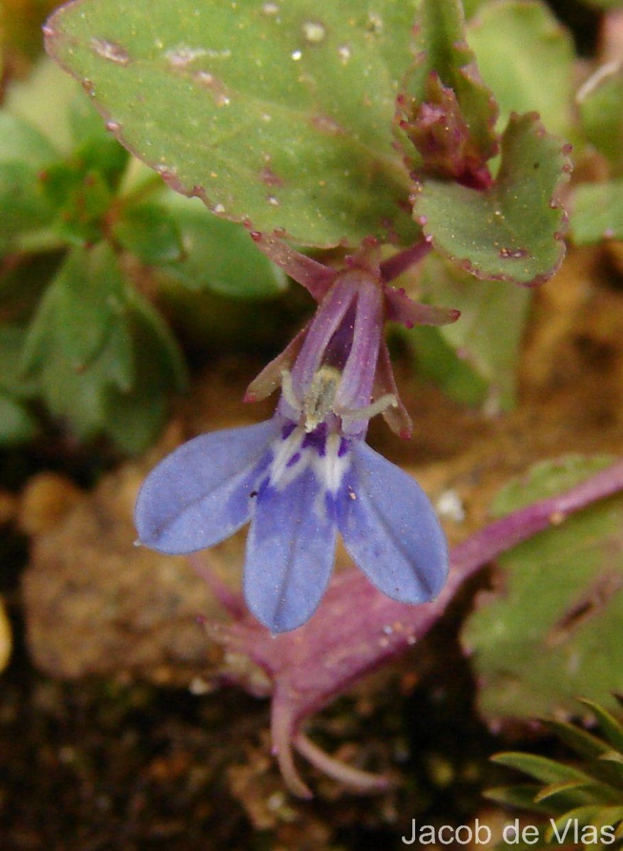 Lobelia heyneana Schult.